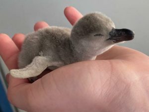 Московский зоопарк показал новорожденных пингвинов