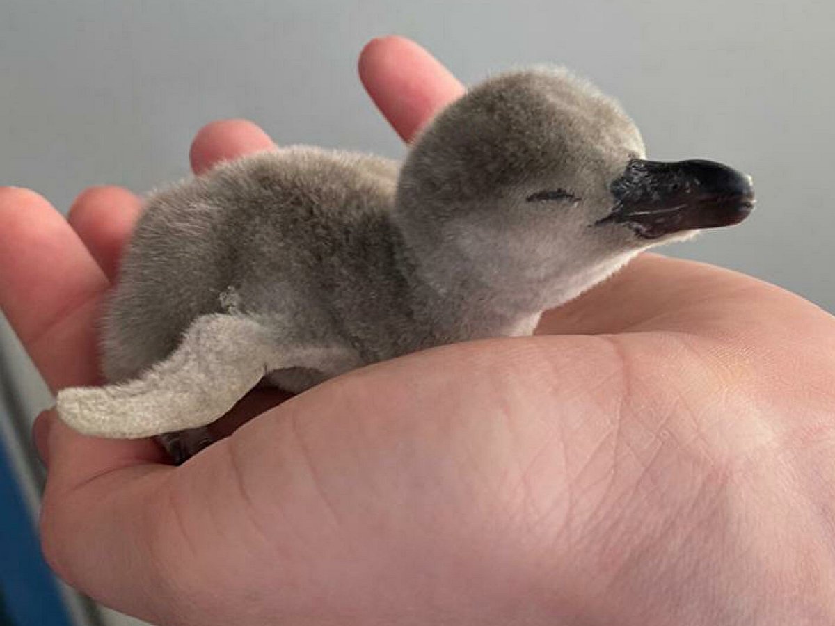 Московский зоопарк показал новорожденных пингвинов