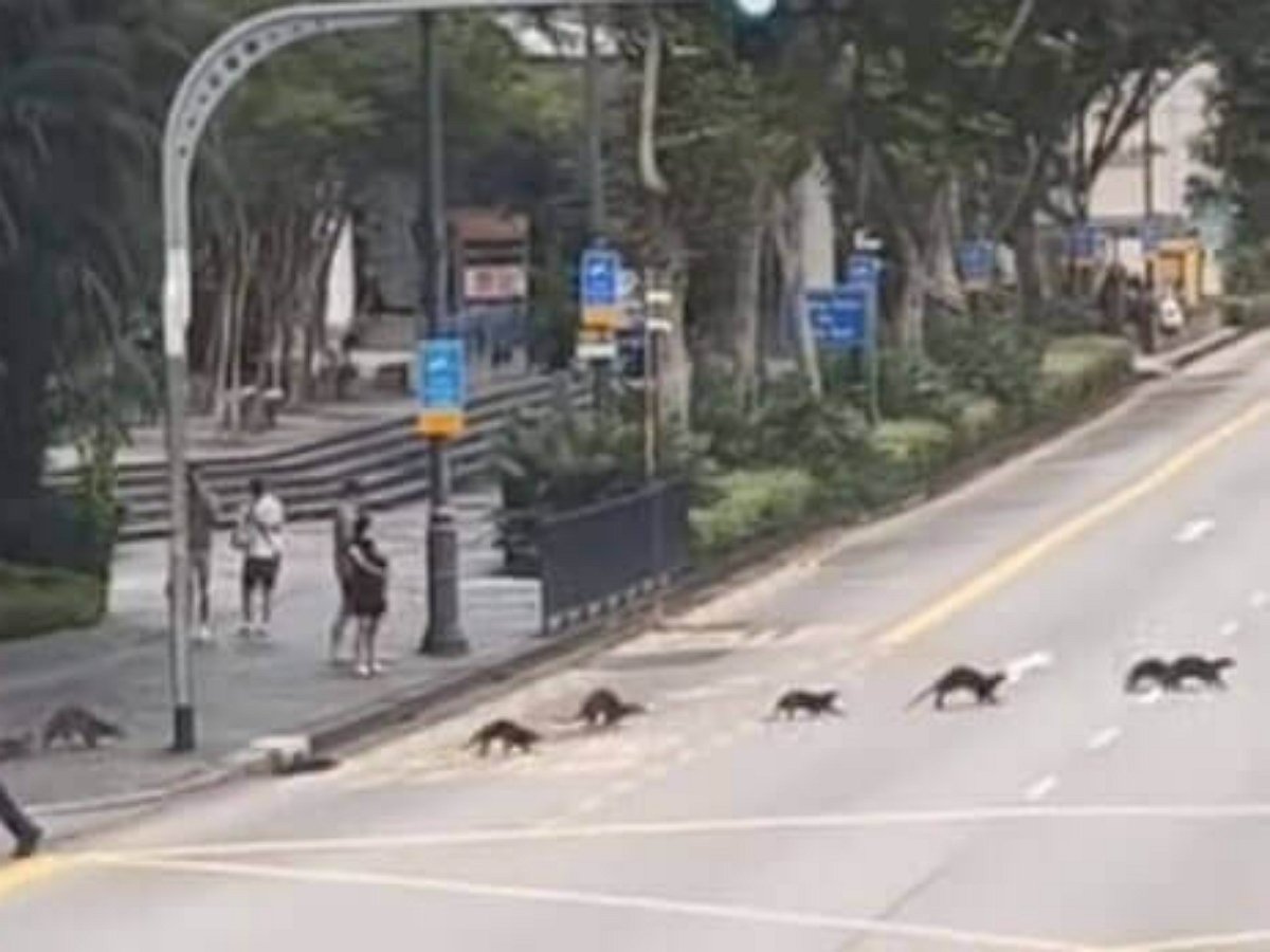 Полицейские помогли выдрам перейти дорогу