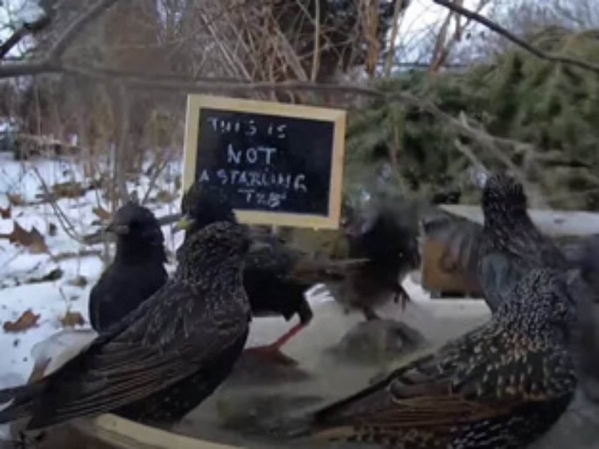 Скворцы проигнорировали знак, запрещающий им купаться