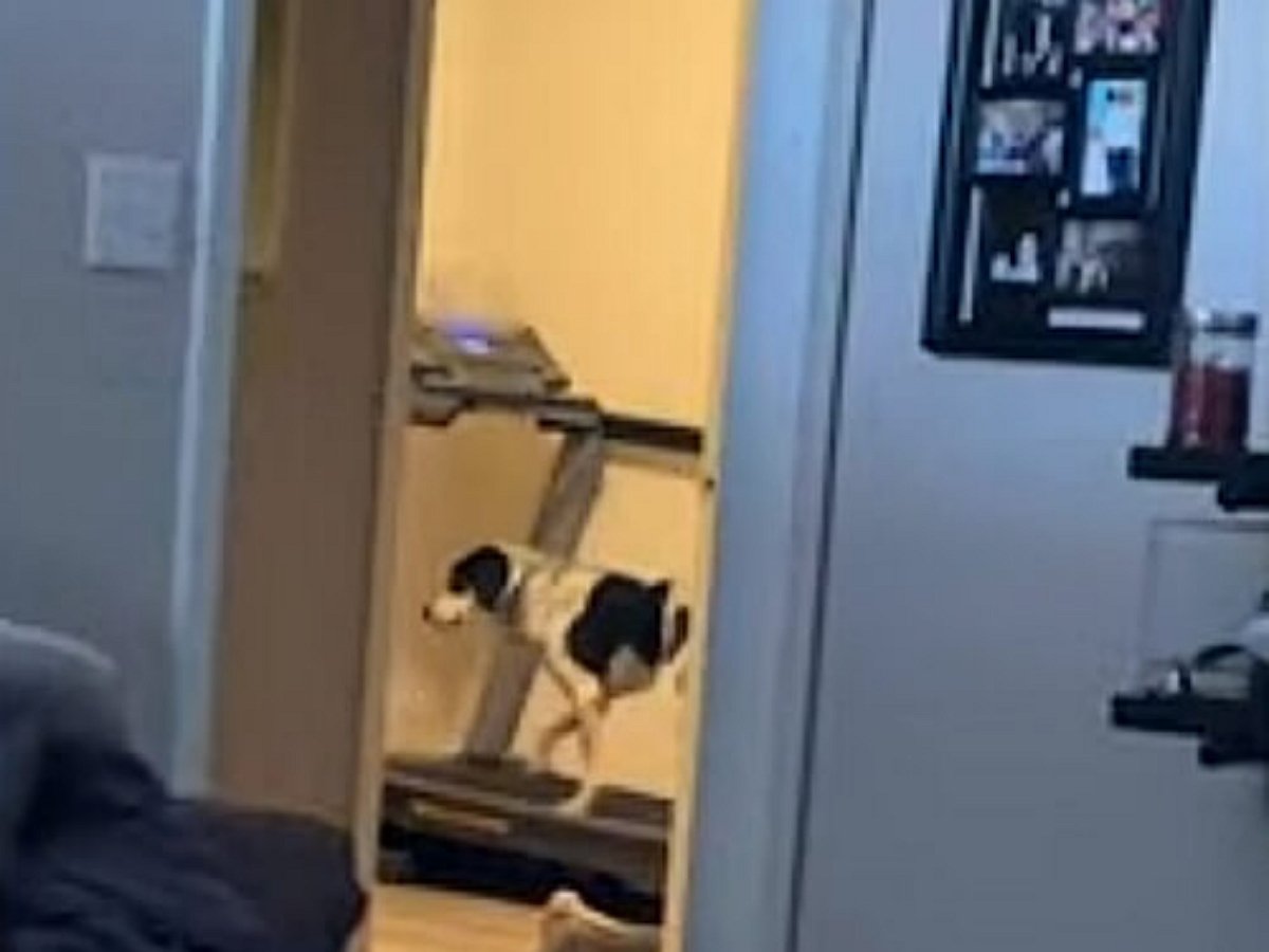 Пес освоил беговую дорожку, лишившись прогулок