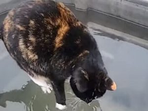 Кошка, гуляющая по воде, изумила пользователей