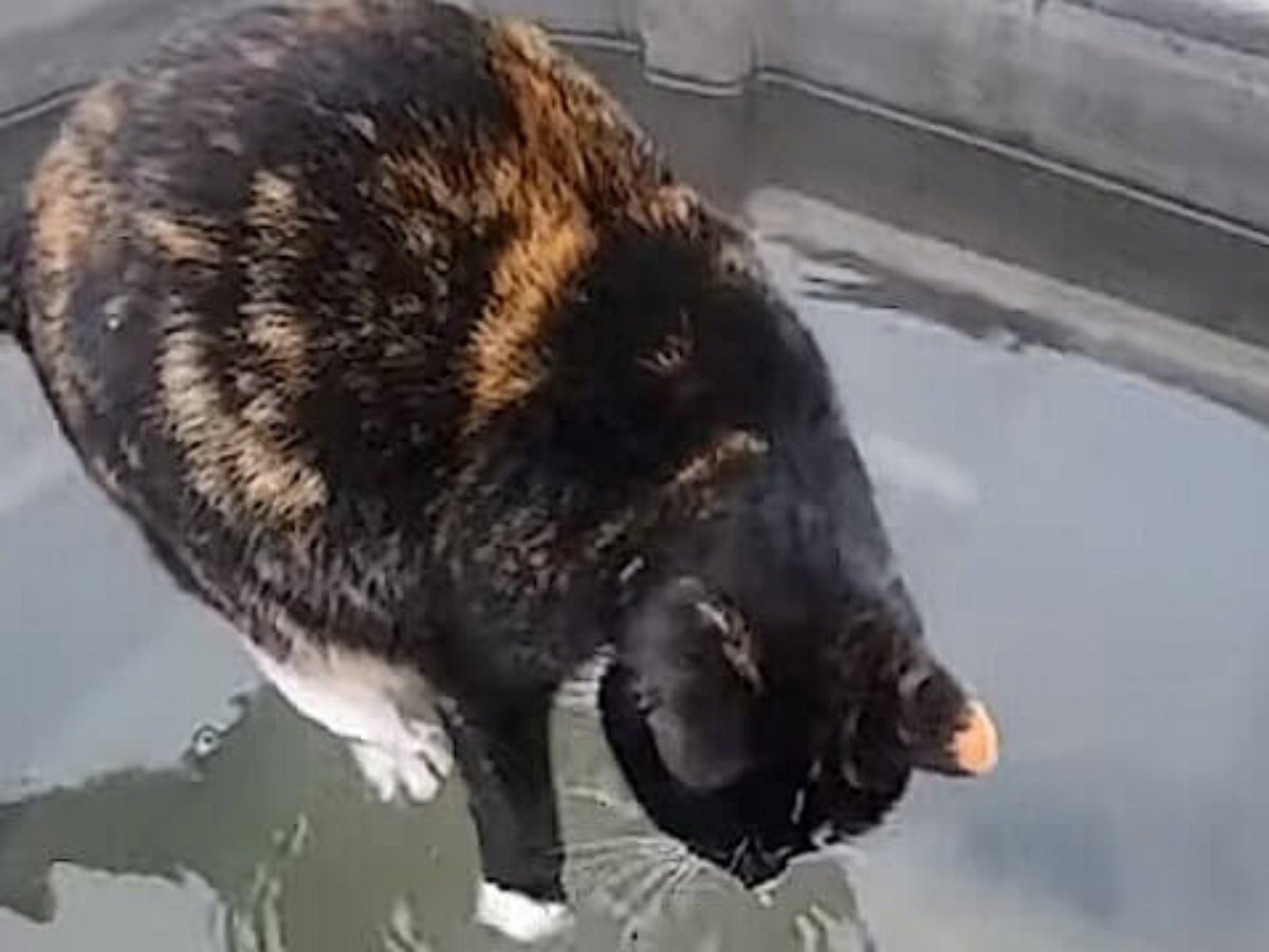 Кошка, гуляющая по воде, изумила пользователей