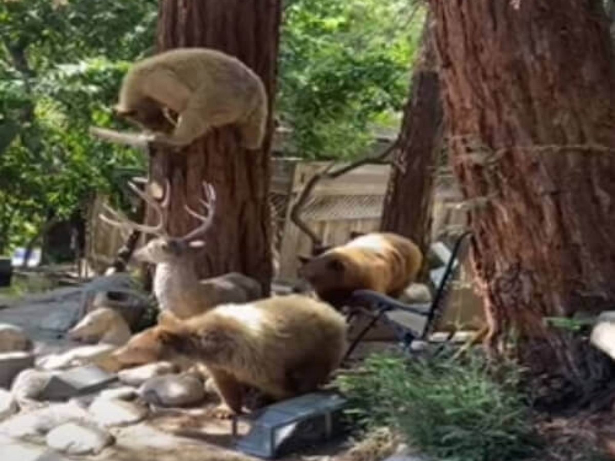 Три медведя пытались ограбить водителя