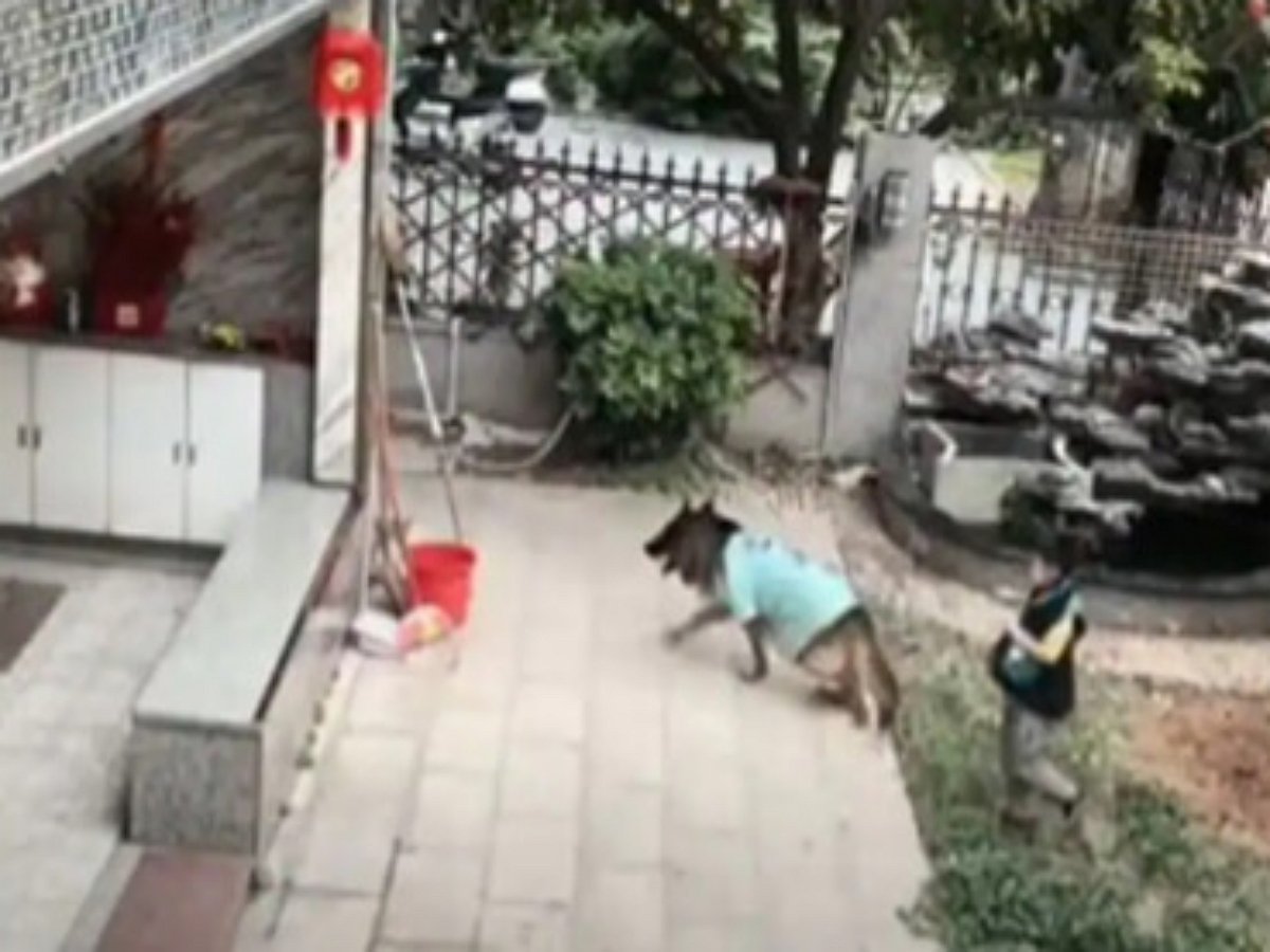 Собака спасла из воды и ребенка и его мячик