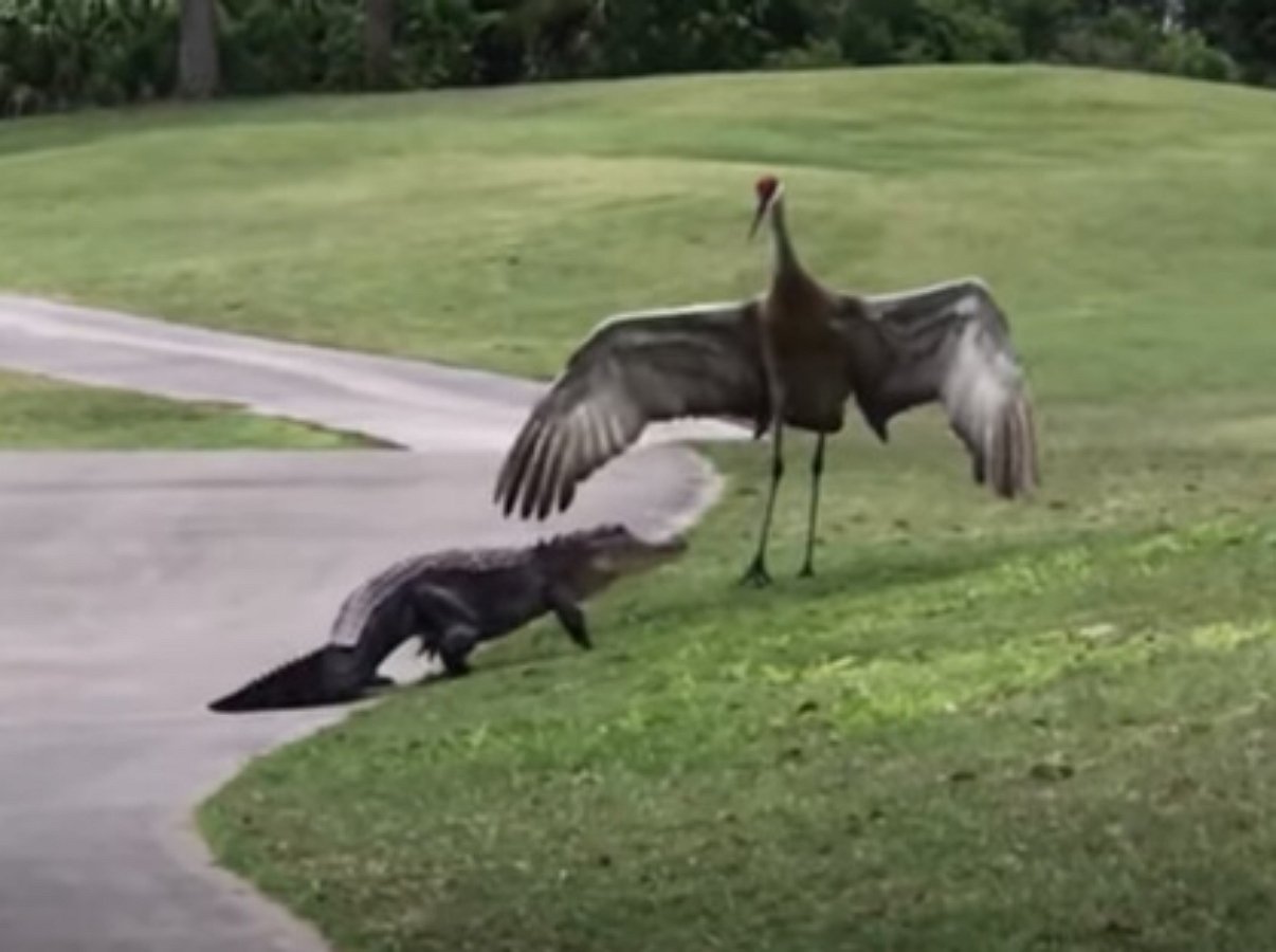 Журавль прогнал аллигатора с поля для гольфа