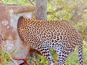 Фотоловушка засекла леопарда, забравшегося в гнездо редких птиц