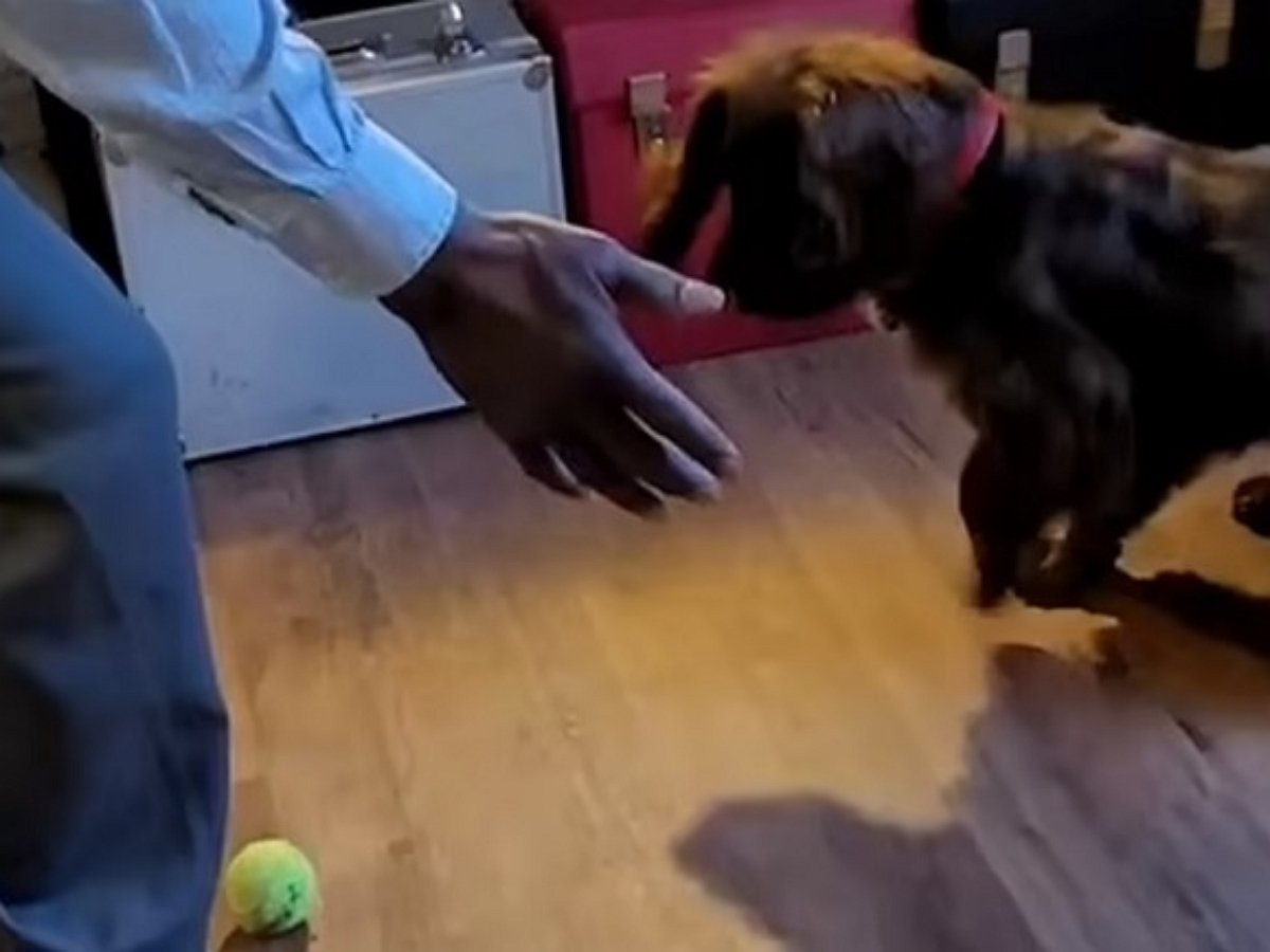 Пес танцует джаз вместе с хозяином