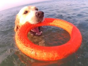 Спасение пса из-под лодки попало на видео