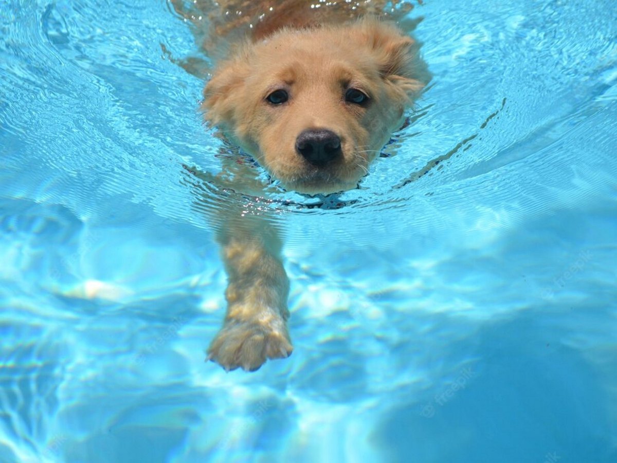Спасение неуклюжего щенка из воды пошло не по плану
