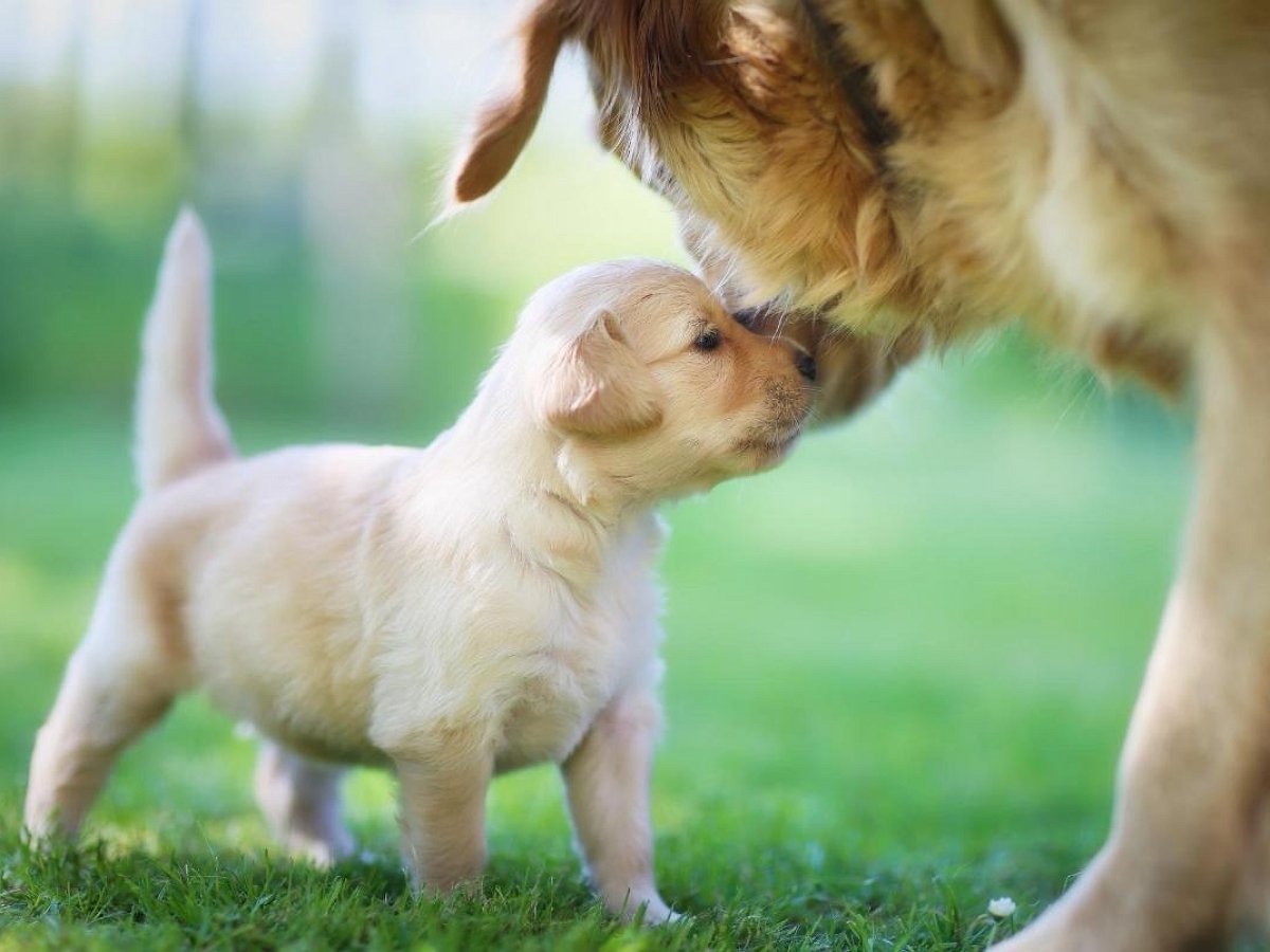 Мама-собака проучила наглого щенка