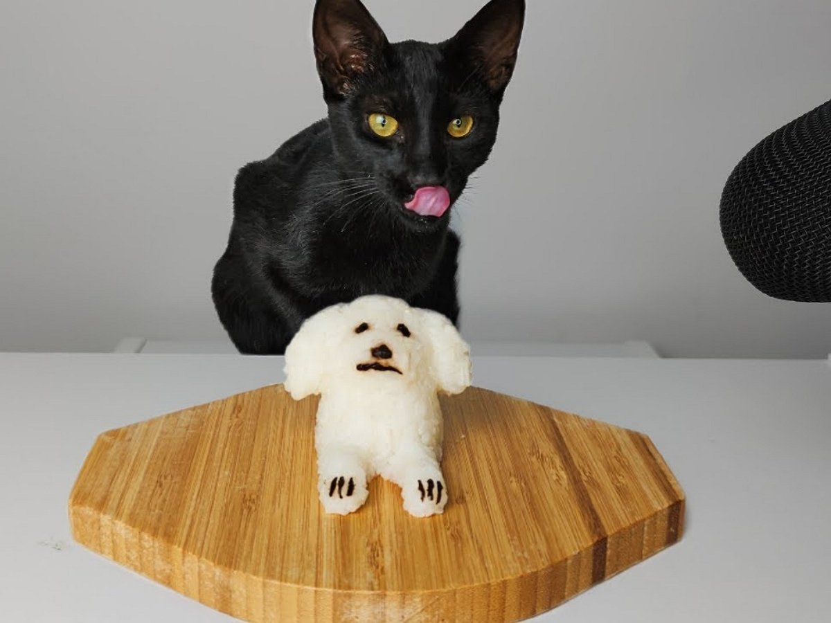 Кот съел «собаку» и прославился в Сети