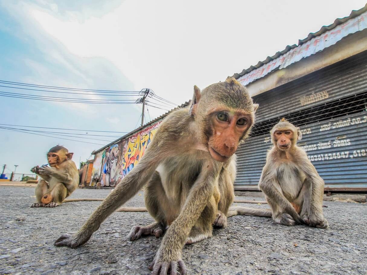 Банда обезьян ограбила китайского туриста