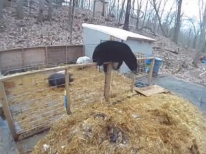 Два рыла — это сила: свиньи отбились от медведя