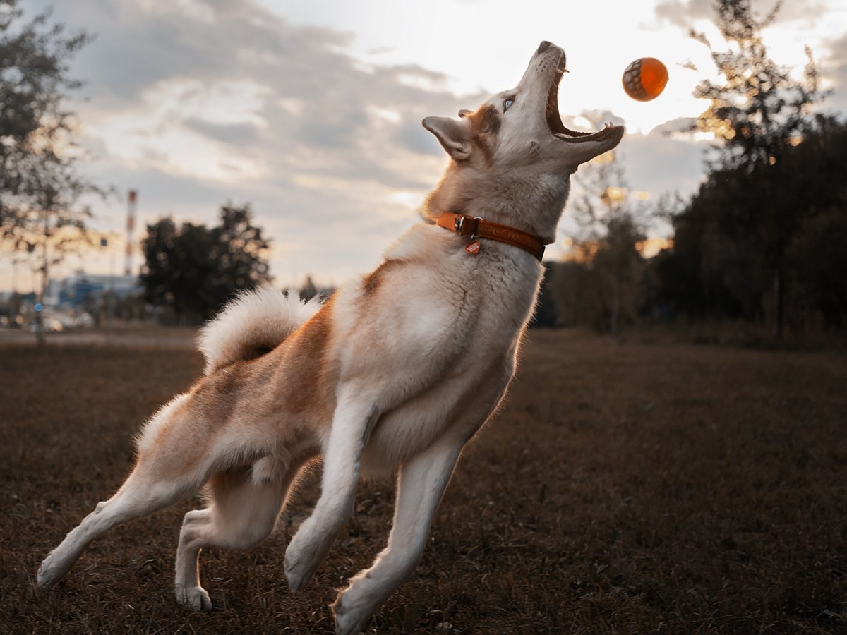 Волшебное слово «гулять» оживило пса