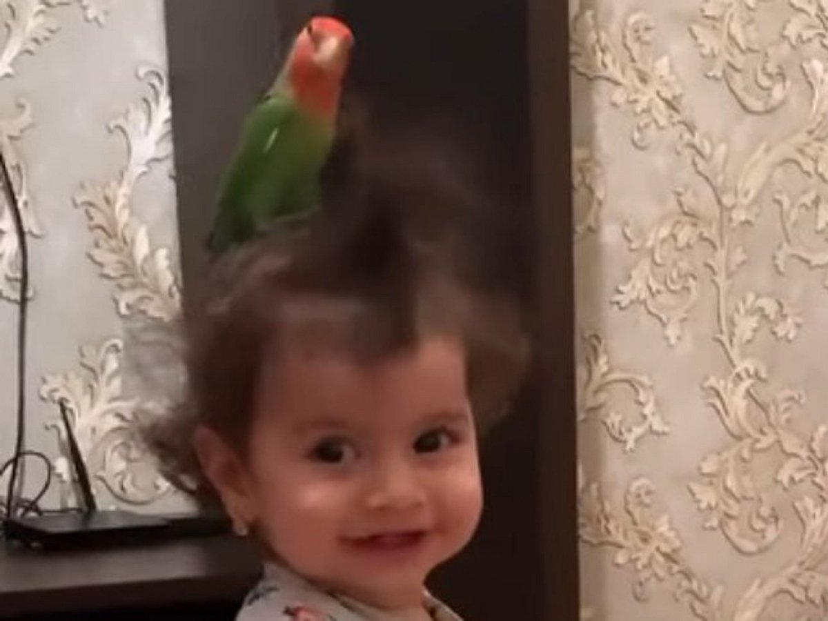 Догонялки ребенка и попугая очаровали юзеров