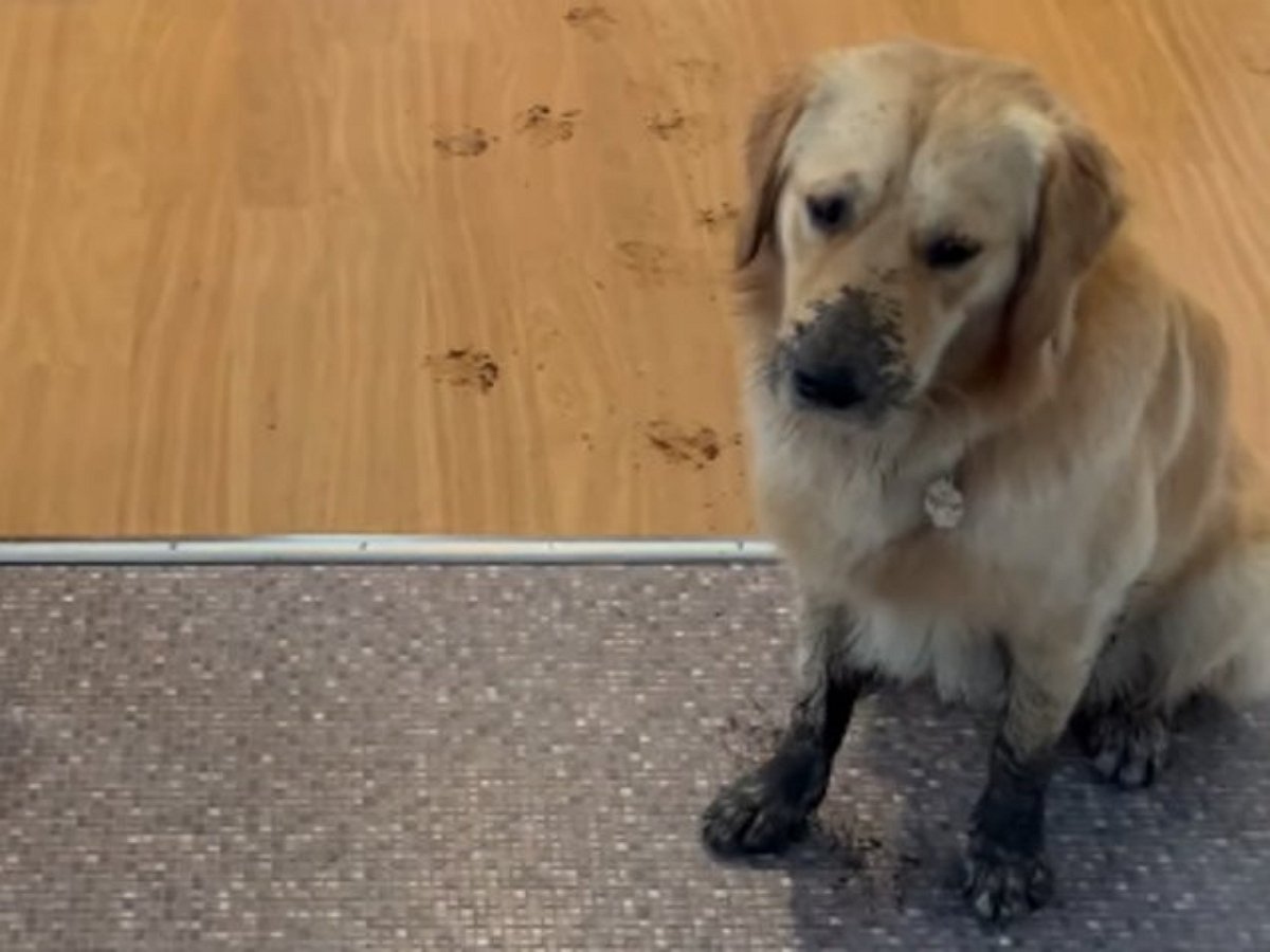 Щенок все делает вместе с папой