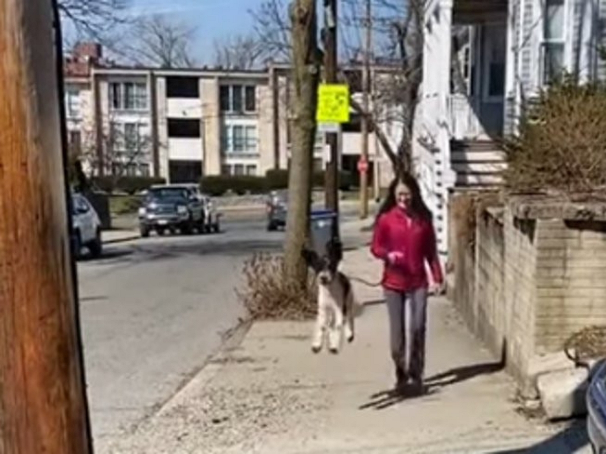 Собака на прогулке парит в воздухе от радости