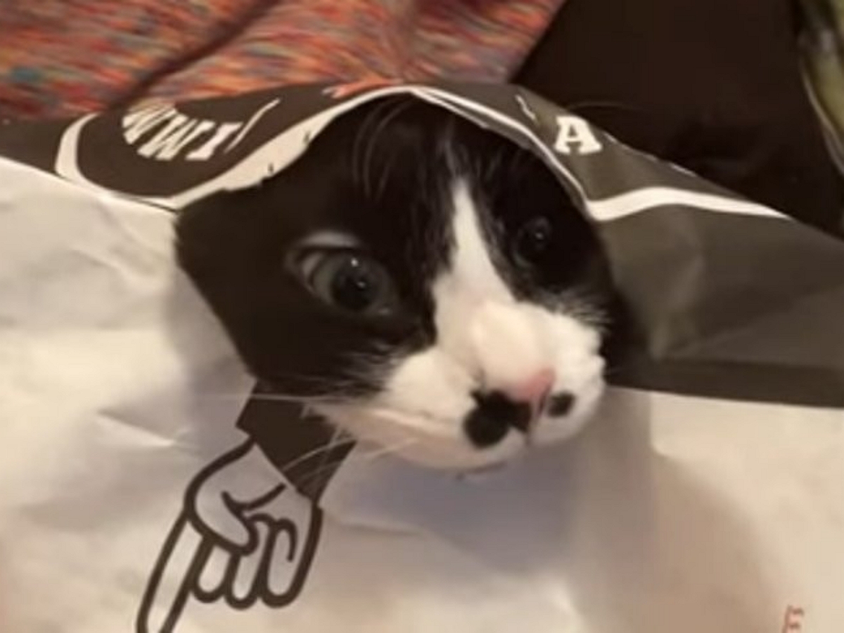 «Кто здесь?»: котик в бумажном пакете насмешил пользователей