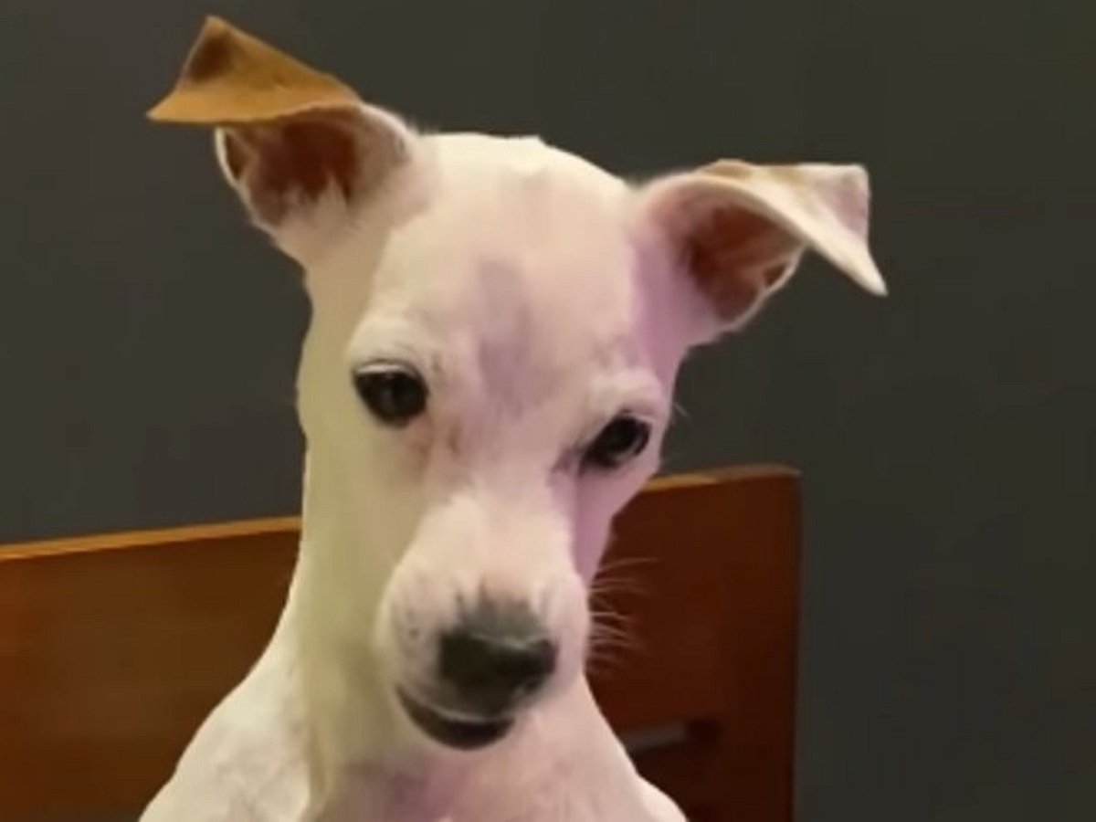 Пес яростно протестует против несправедливого размера вкусняшки