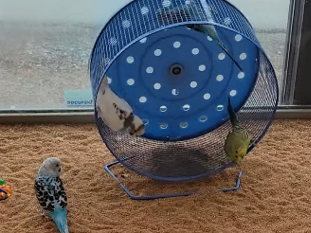 Попугаи поиграли в космонавтов