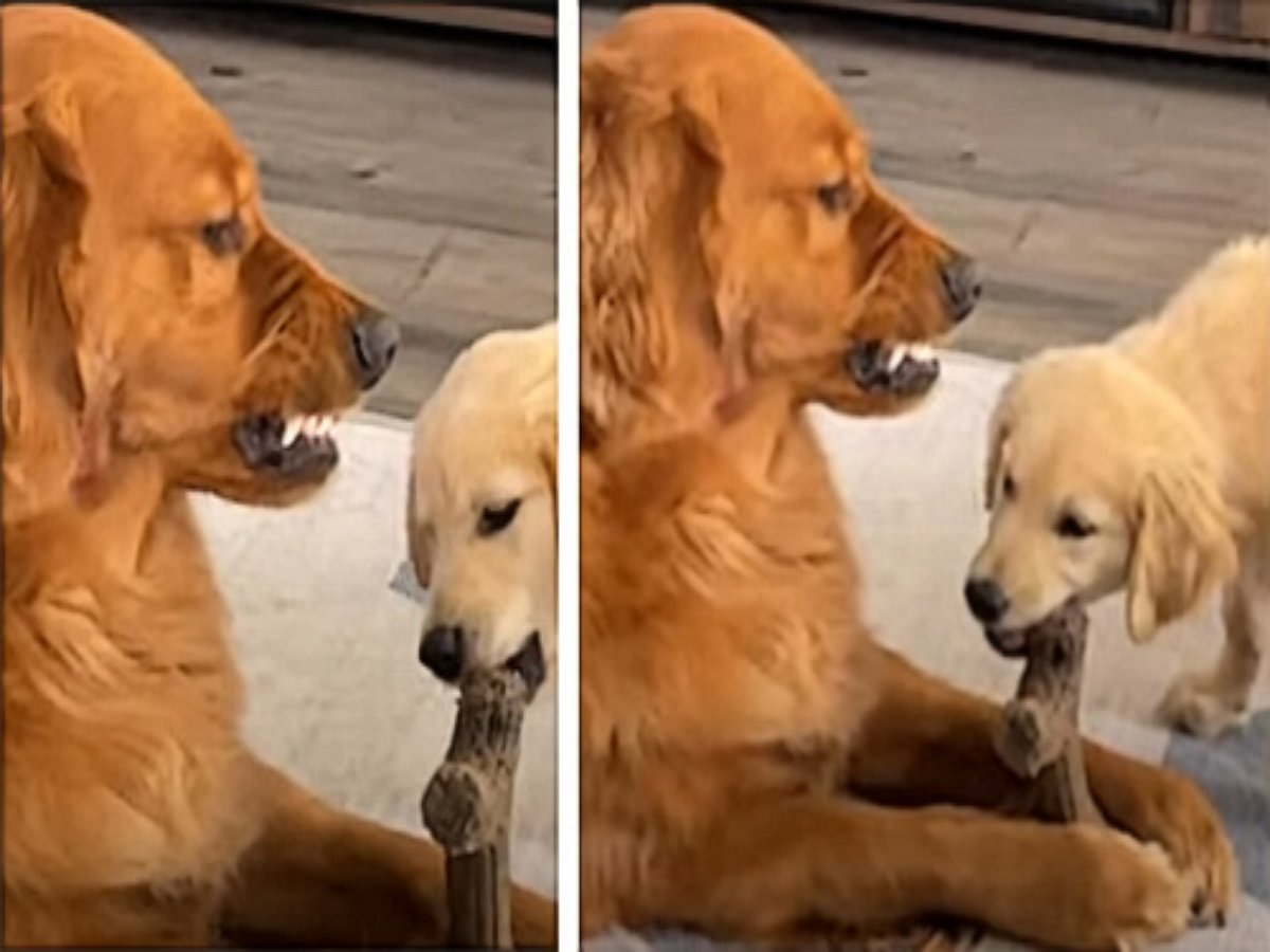 Когда лакомство не повод для раздора двух собак