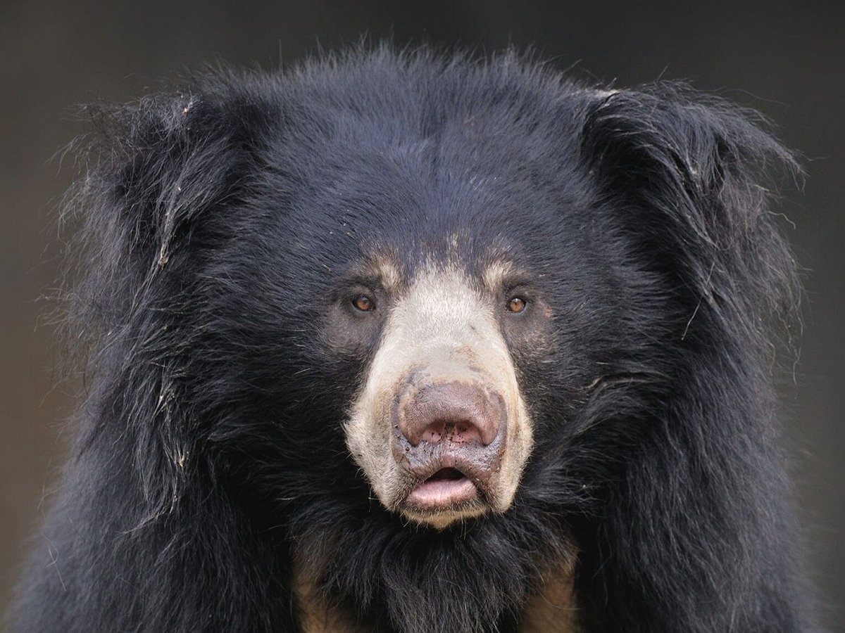 Парень в костюме медведя охраняет посевы фермера