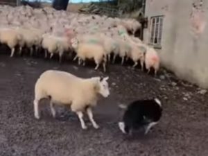 Решительная овца показала собаке-пастуху, кто тут главный