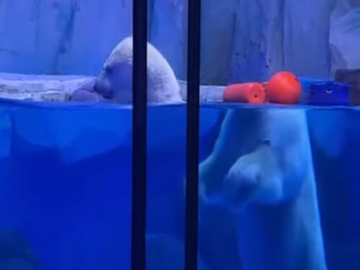 Голова белого медведя плавает в бассейне отдельно от тела