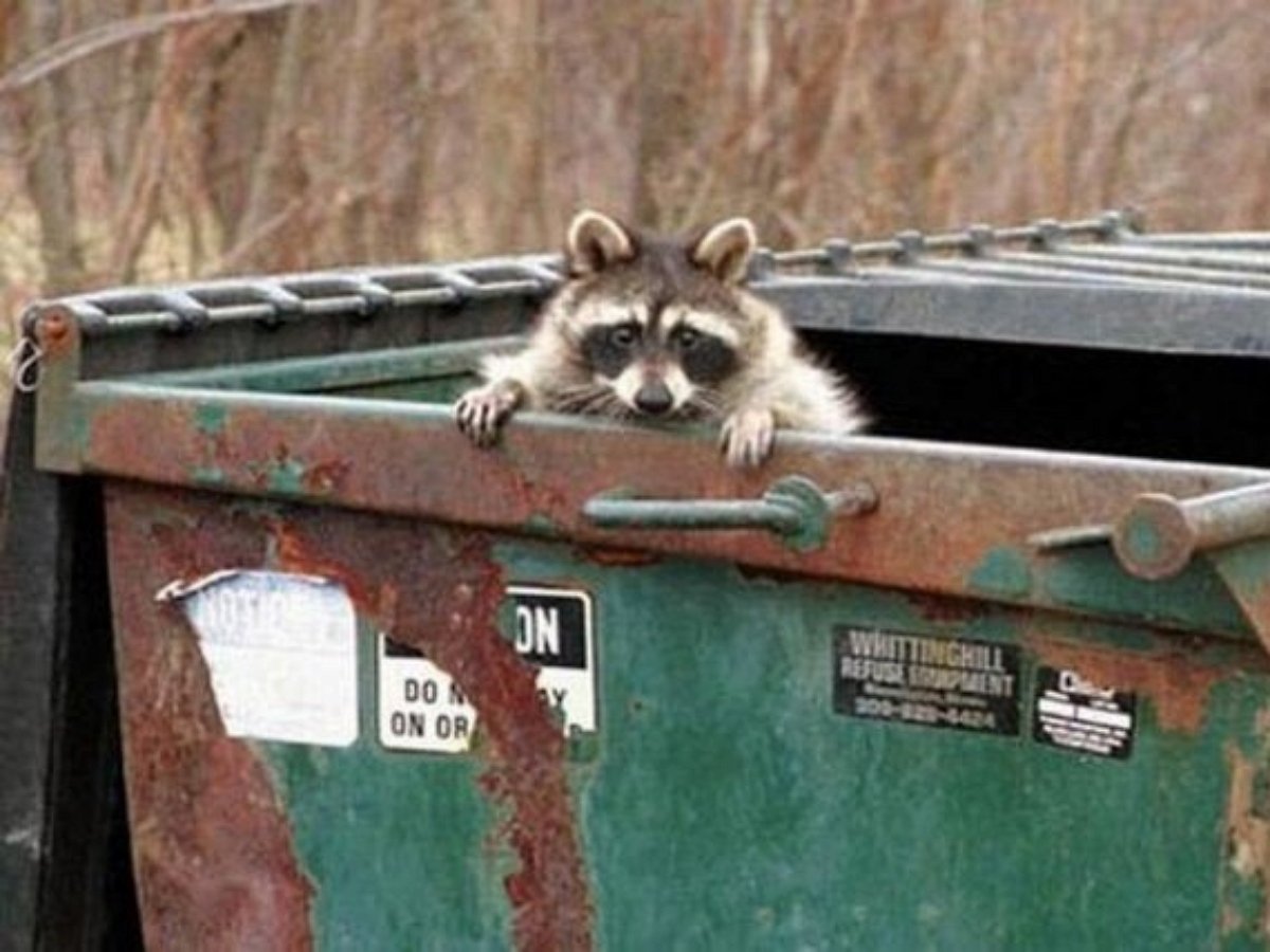 Забавная операция по спасению енота попала на видео