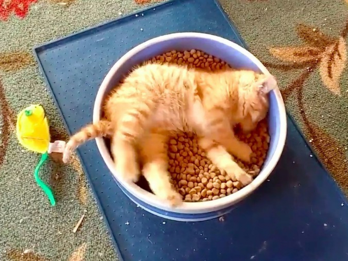 Наглый котенок лишил еды бульдога