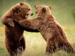 Драка двух медведей на батуте попала на видео