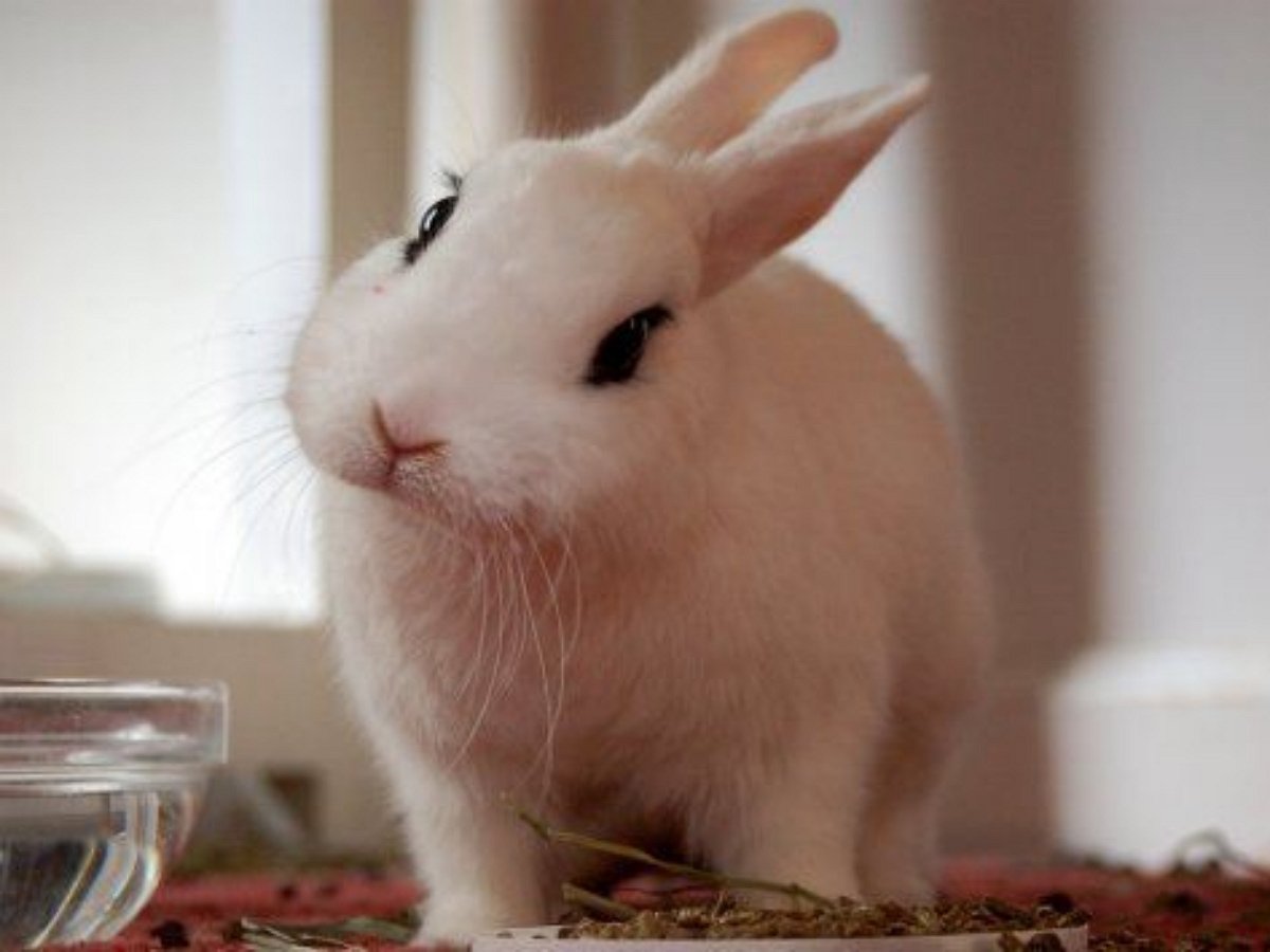 Это провал: кролик насмешил Сеть эффектным уходом