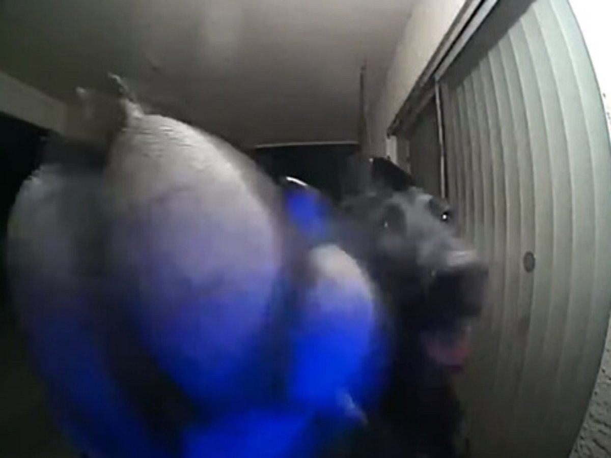 Собака научилась звонить в дверь, чтобы напомнить хозяйке о себе