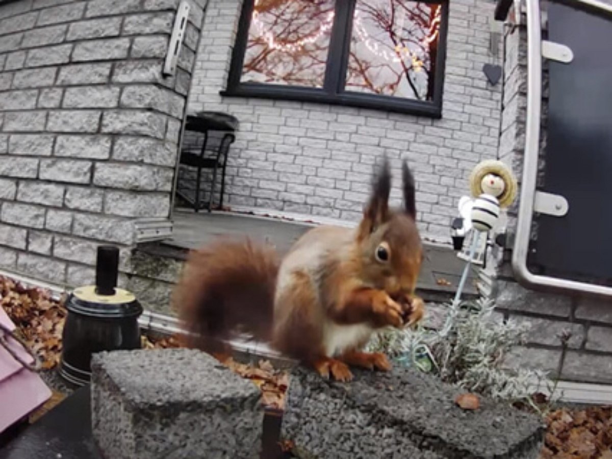 Белка поедает лакомство, не забывая позировать на камеру