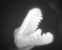 Динозавра, приходившего в гости к детям, сняла видеокамера