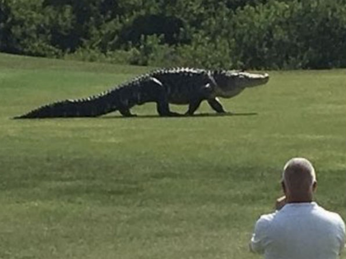 Огромный аллигатор прогулялся по полю для гольфа прямо во время игры