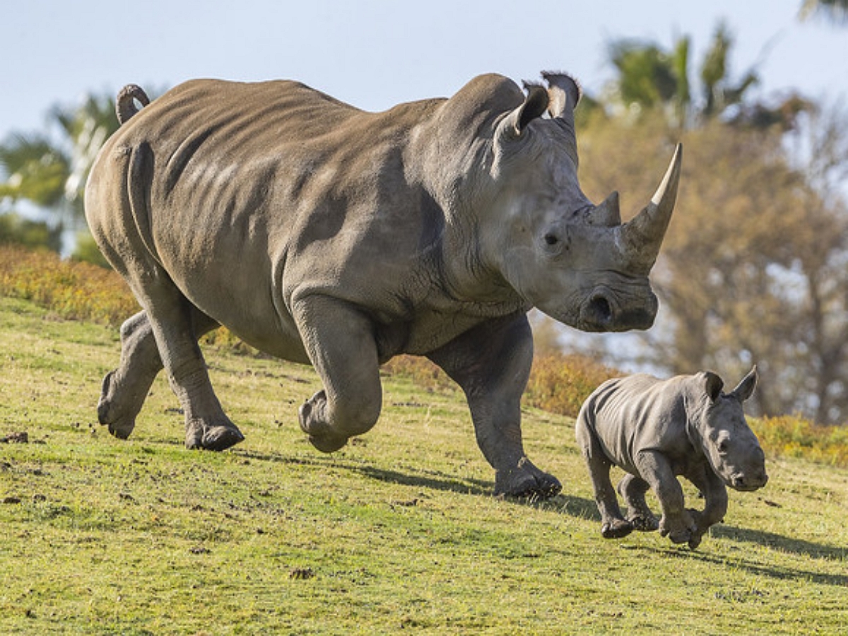 Мама-носорог защитила детеныша от многотонного папаши