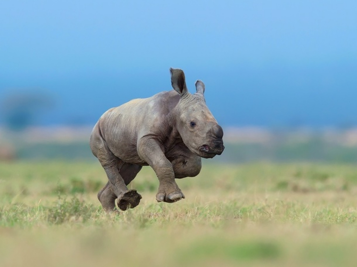 Маленький носорог — большой модник