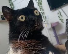 Черная лупоглазая кошка стала мэром города Хэлл в США