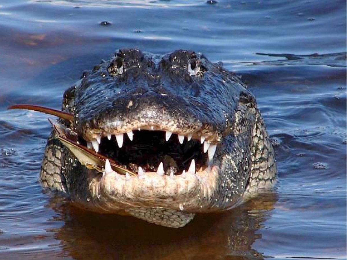 Мужчина провозгласил себя королем аллигаторов и стал пинками требовать к себе уважения