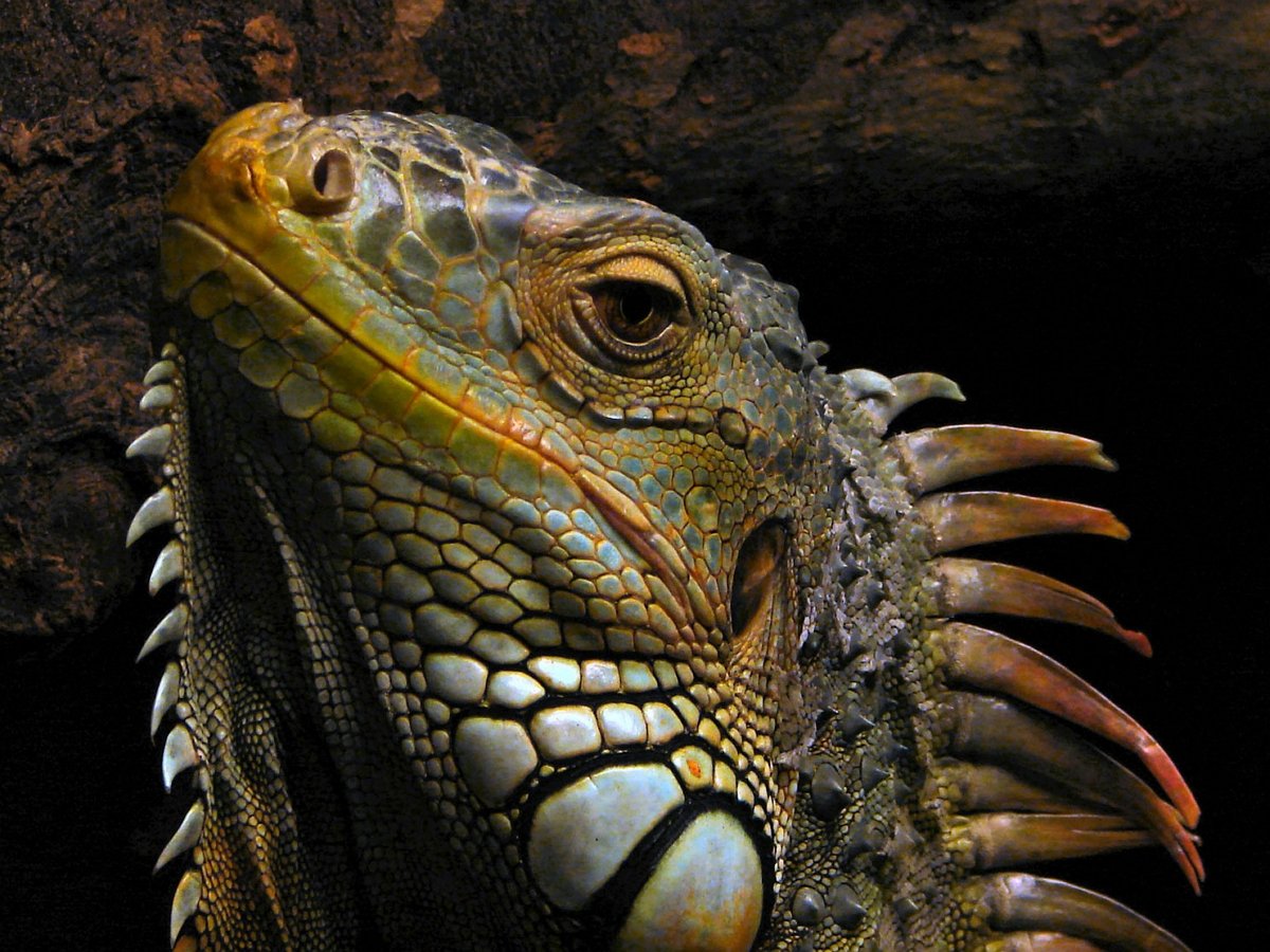 Игуана уничтожила плюшевого соперника