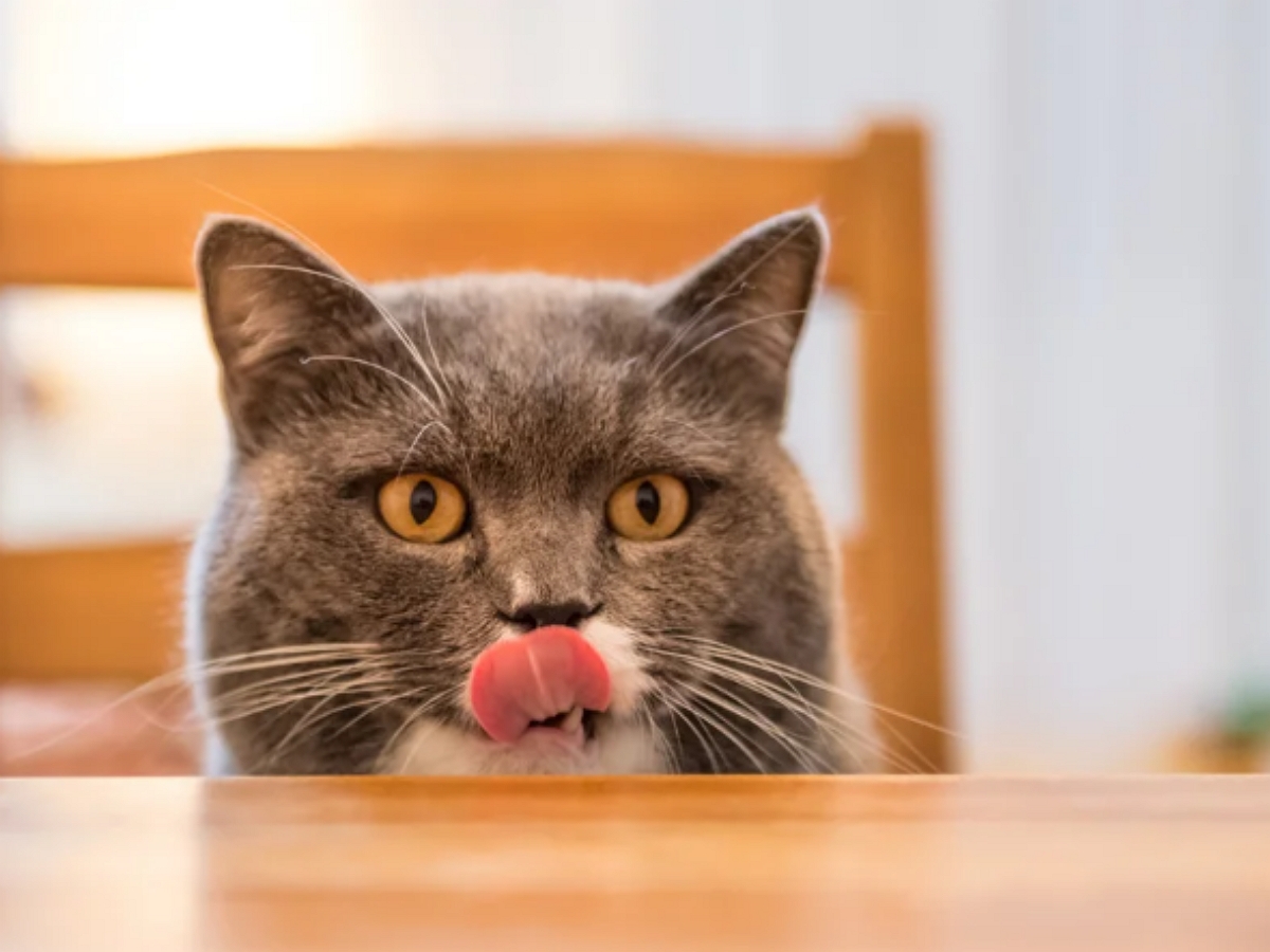 «Отдай вкусняшку!»: кот-жадина повеселил юзеров