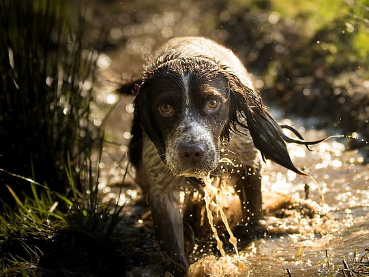 Находчивые строители спасли собаку с помощью экскаватора