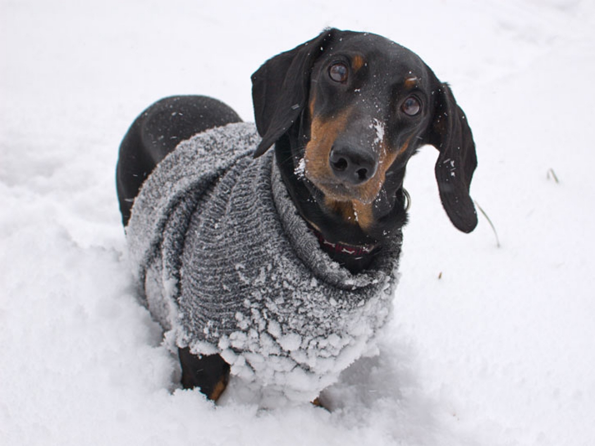 Собачья радость: снежная трасса способна зарядить позитивом не только щенков, но и зрителей