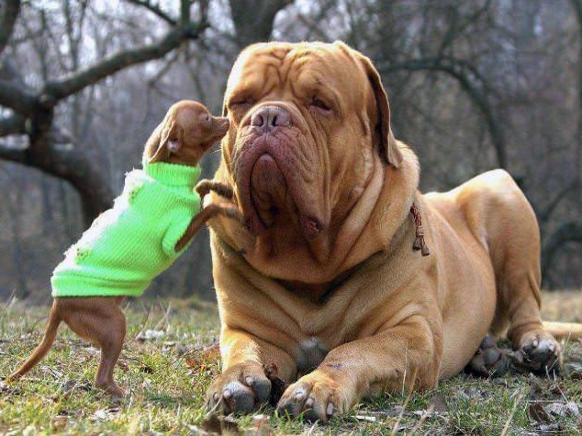 Маленький защитник спас бульдога от наглого кота