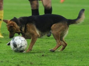 Служебный пес отобрал у футболистов мяч на матче в Бразилии