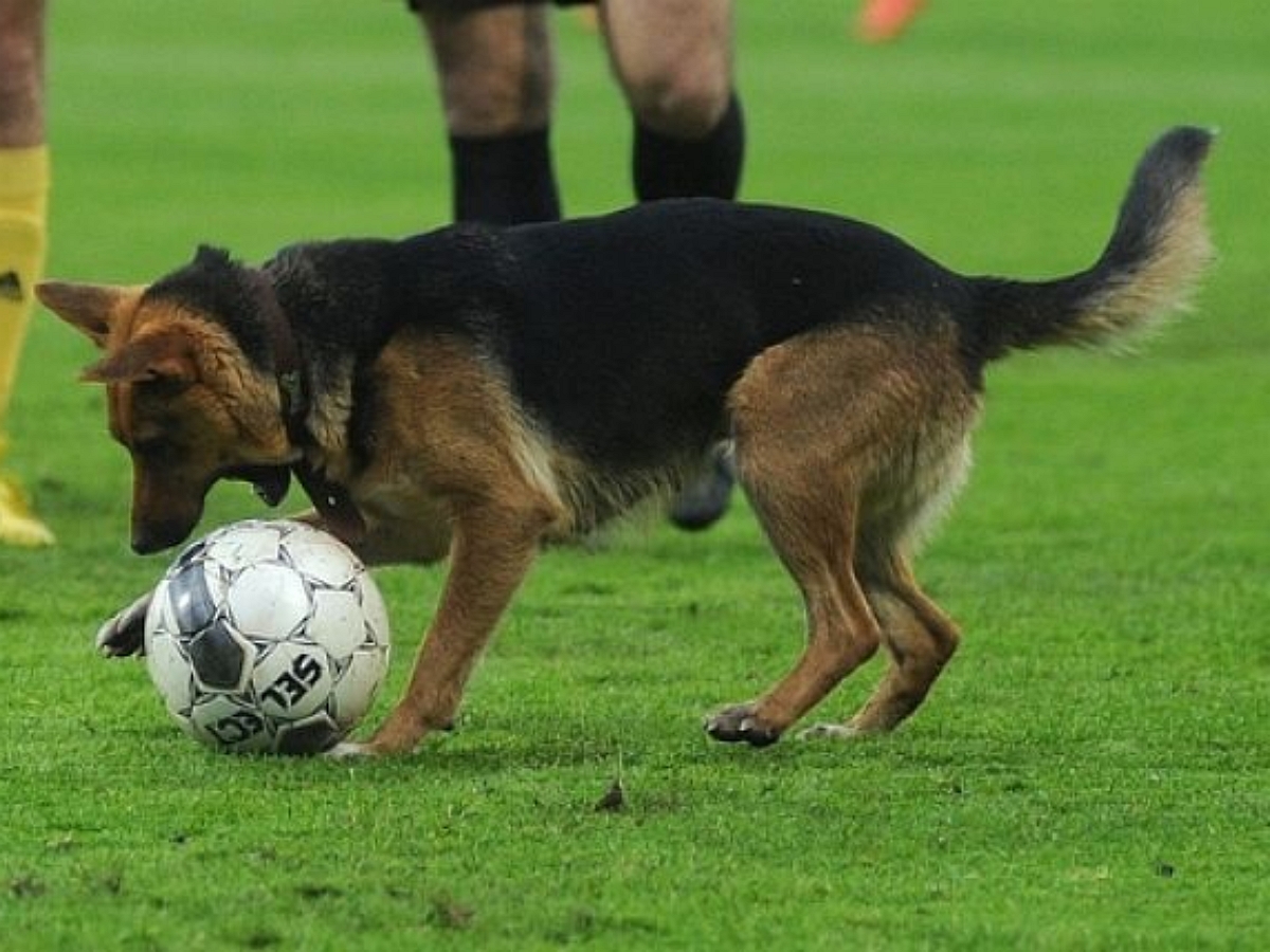 Служебный пес отобрал у футболистов мяч на матче в Бразилии