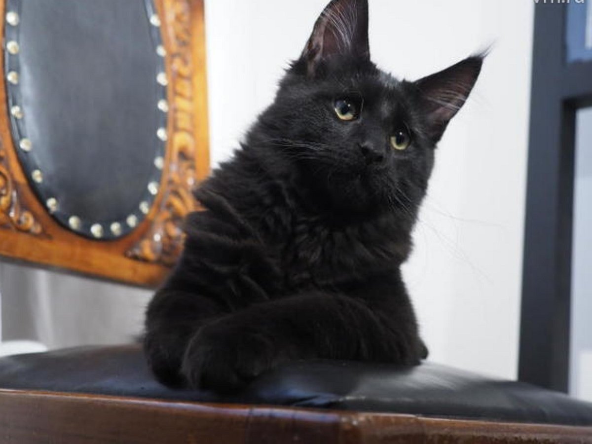 Коты с удобством наблюдают за птичьей сварой из первых рядов партера