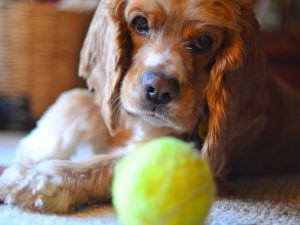 В Шотландии живет пес-теннисист